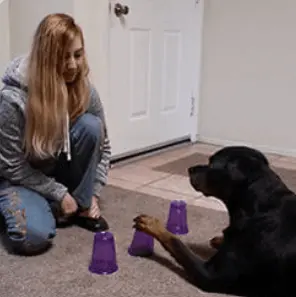 module 4 college Brain Training for Dog